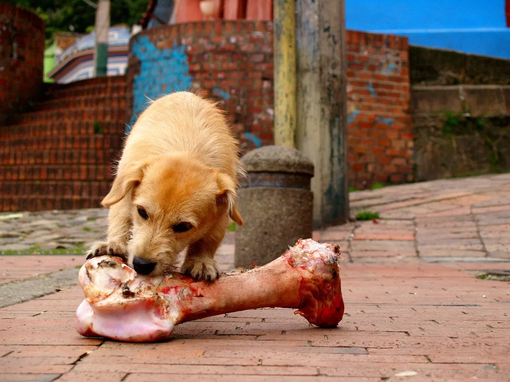 perro roe hueso en la calle